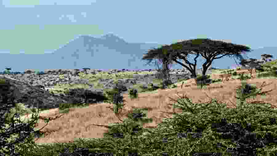 Witness the Scenic View of the Plains on Game Drives