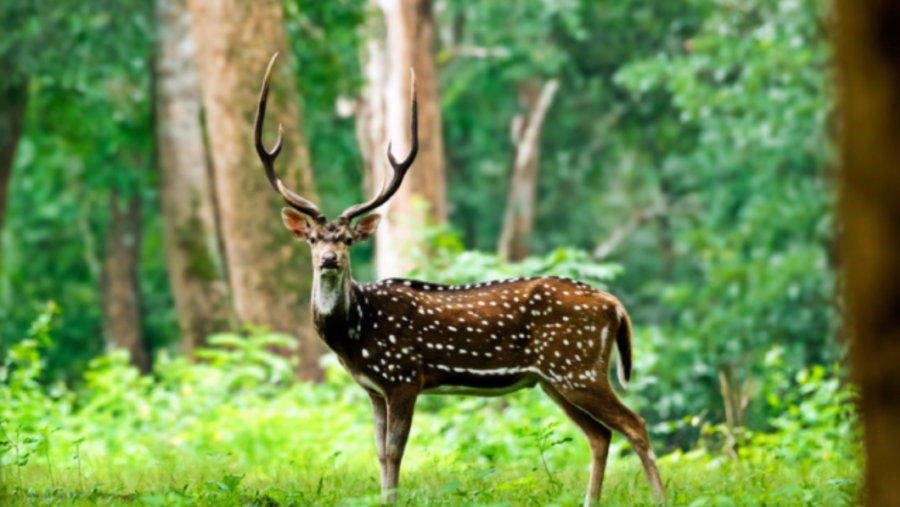 Spotting deers in the wild