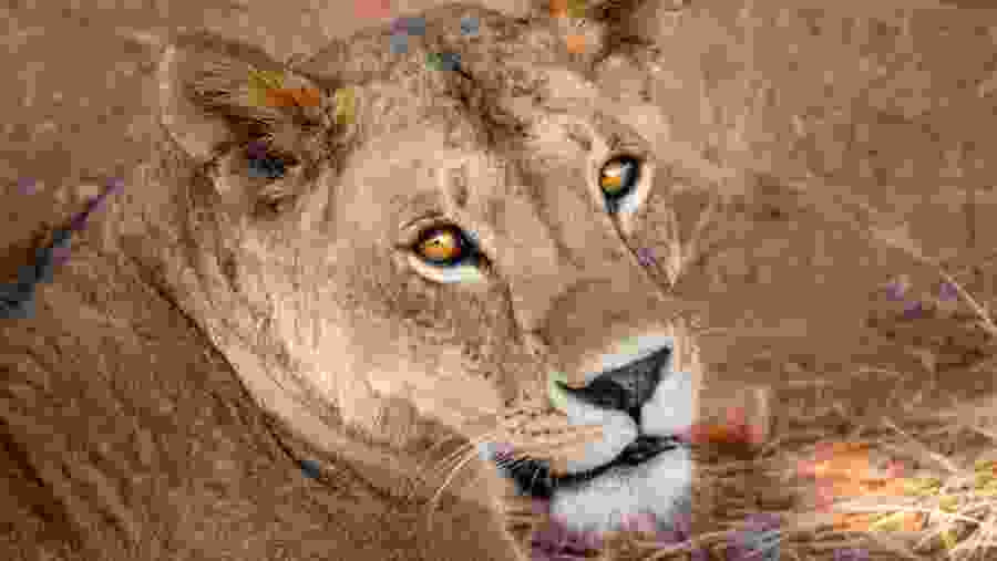 Witness the wildlife