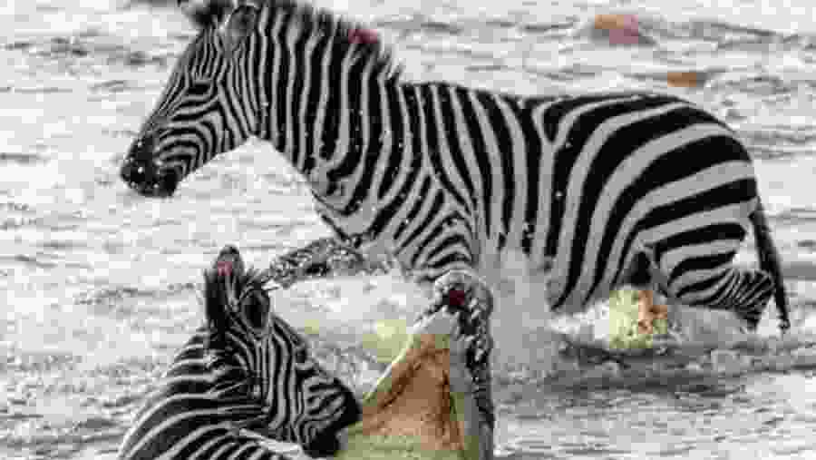 Zebra