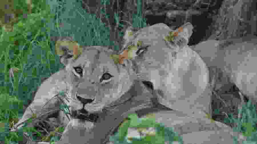 Witness the African wildlife