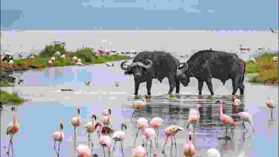 African buffalo and Flamingo