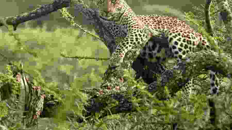 Akagera National Park Safari