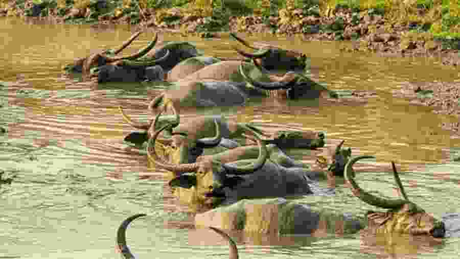 Buffaloes spotted in kaziranga National Park