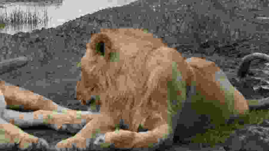 African Lion