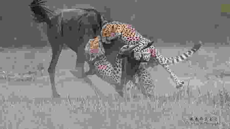 Game drive scenes in Masai Mara