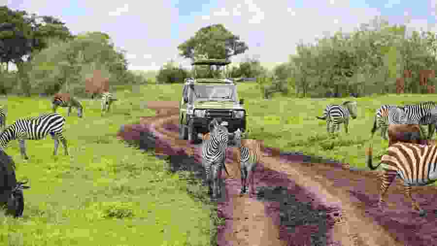 Game Drives through Tanzanian Parks