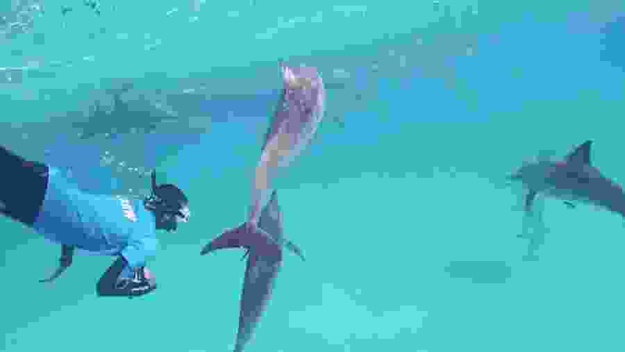 Travelers with dolphins