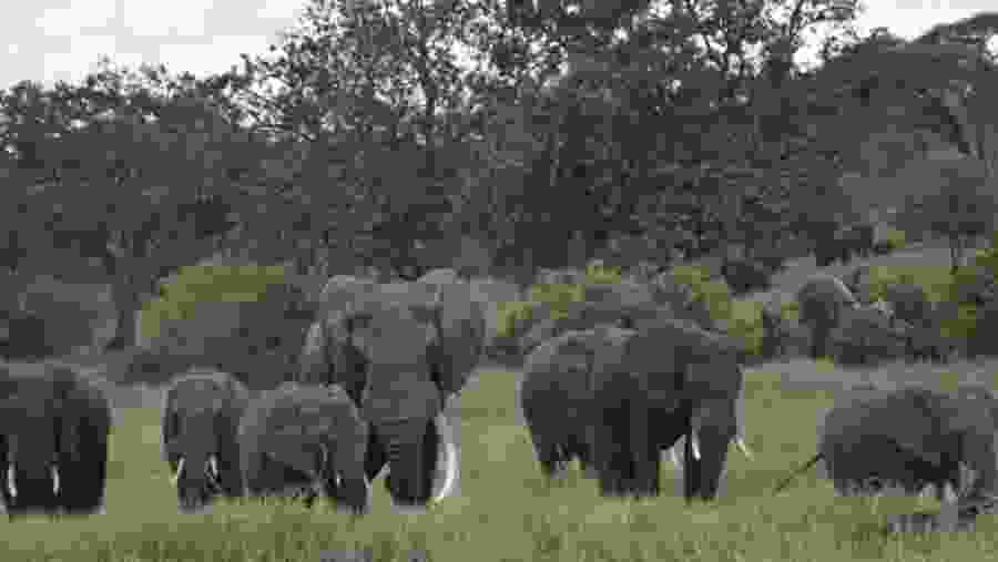 Elephants