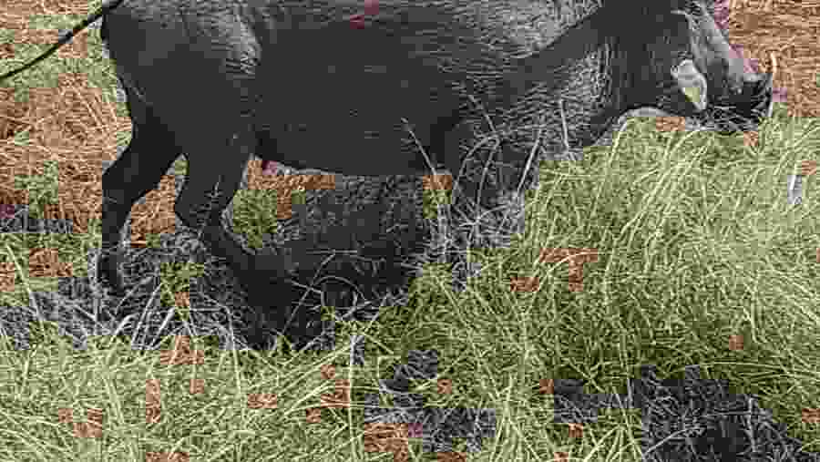 Footprints in the Savannah