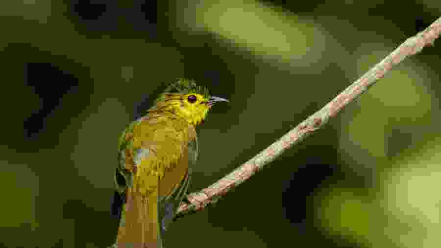 Bird Photography in Thattekad Bird Sanctuary, Kerala, India