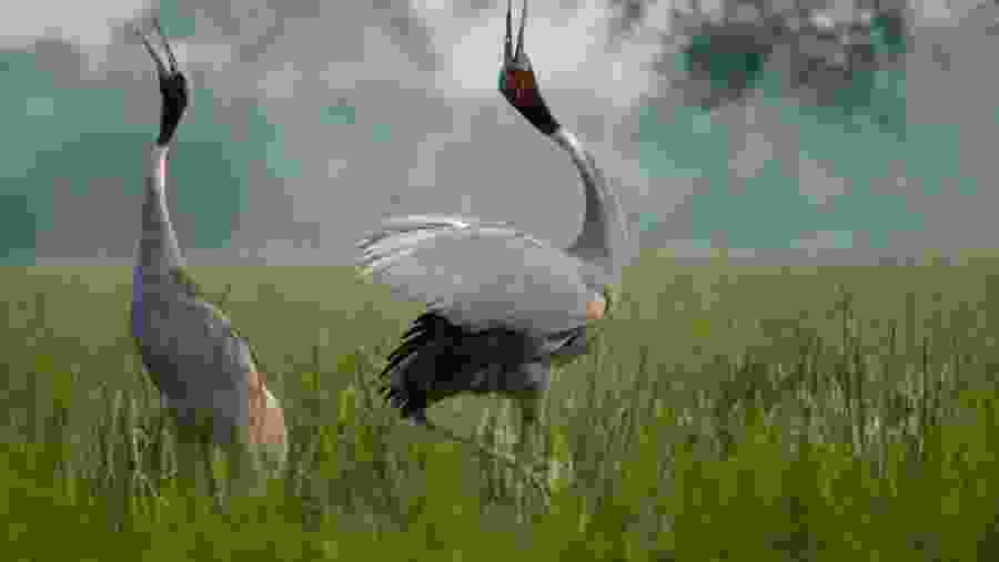 Bharatpur Bird Sanctuary.