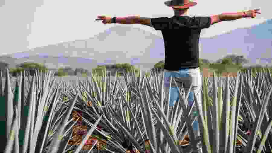 Blue Agave Plants - Los Azules