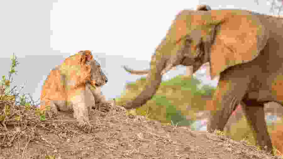 Spot the deadly predators at Ngorongoro Crater