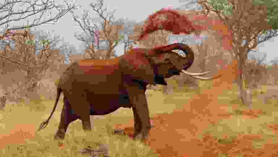 African bush elephant