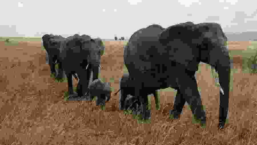 Herd of Elephants at Serengeti National Park