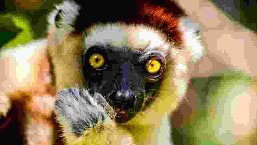 Sifaka