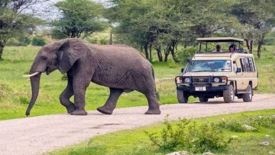 Safari Experience