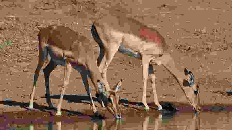 Wildlife in Ngorongoro Crater