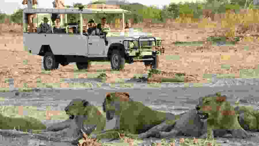 Chobe National Park Safari