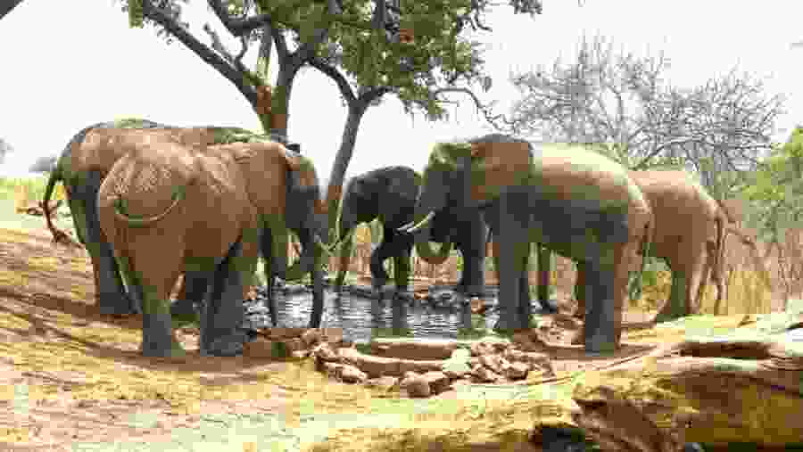 Elephants at Tarangire National Park