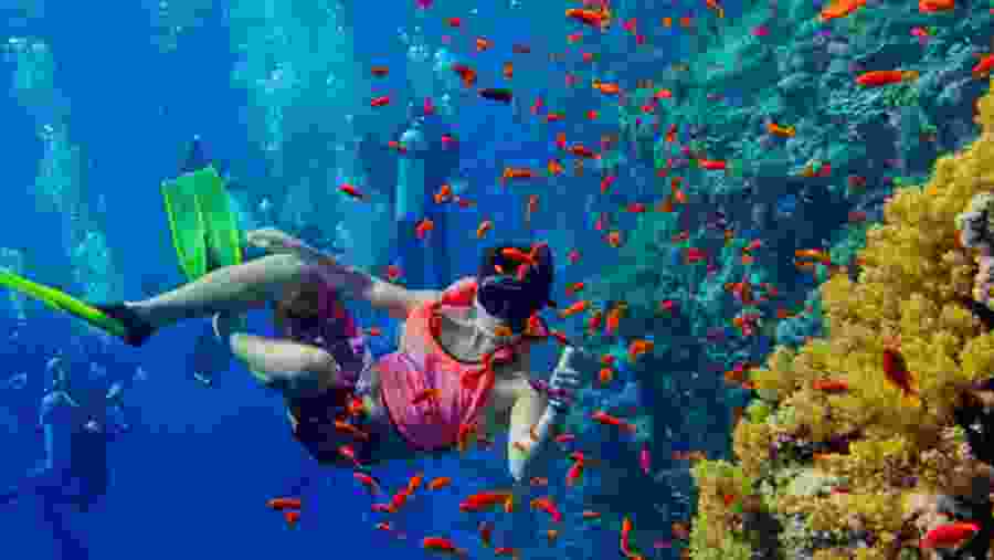 Snorkelling and Safari Blue Tour