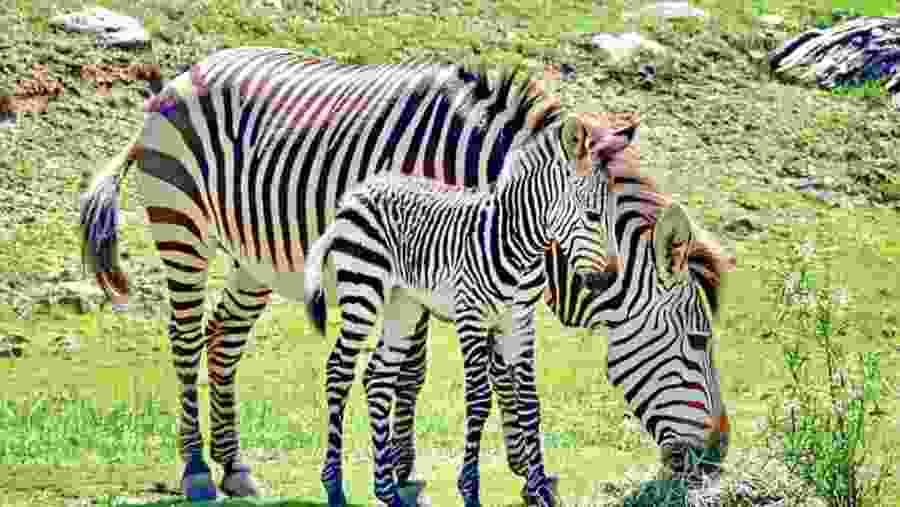 Zebra