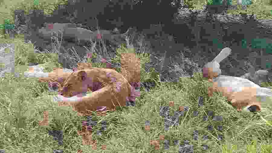 Trackers Quest Safari for Lions, Leopards & Cheetahs