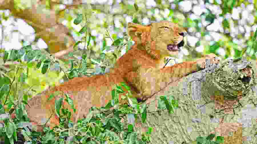Tree Climbing Lion