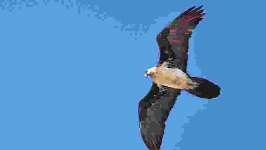 Lammergeyer or Bearded Eagle