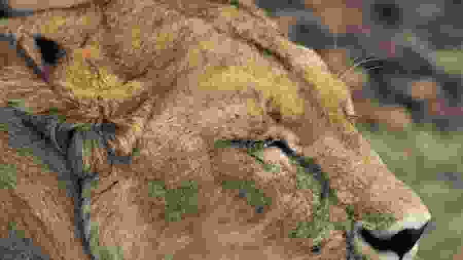 East African Wildlife