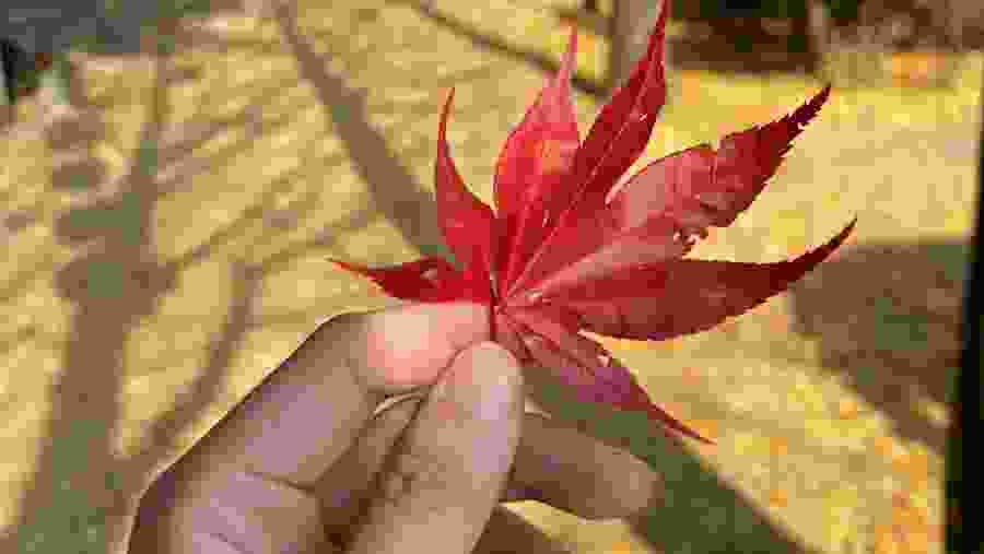 Nami Island & Garden of Morning Calm