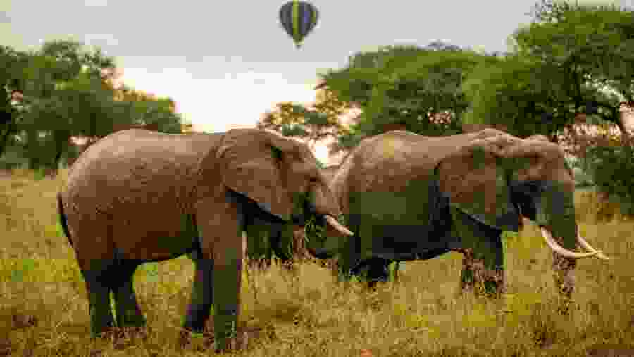 African Bush Elephant