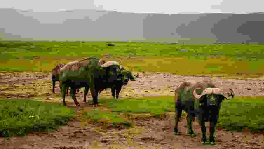 African Buffalo