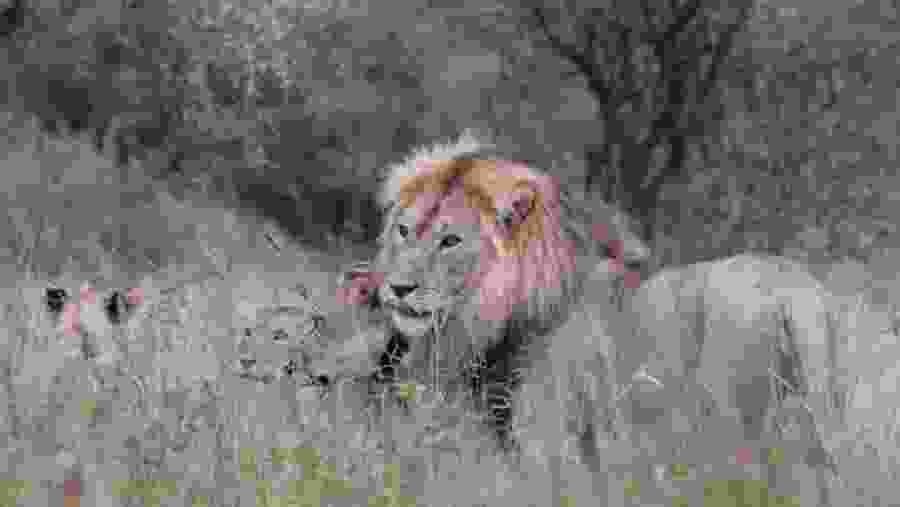 Lion Pride
