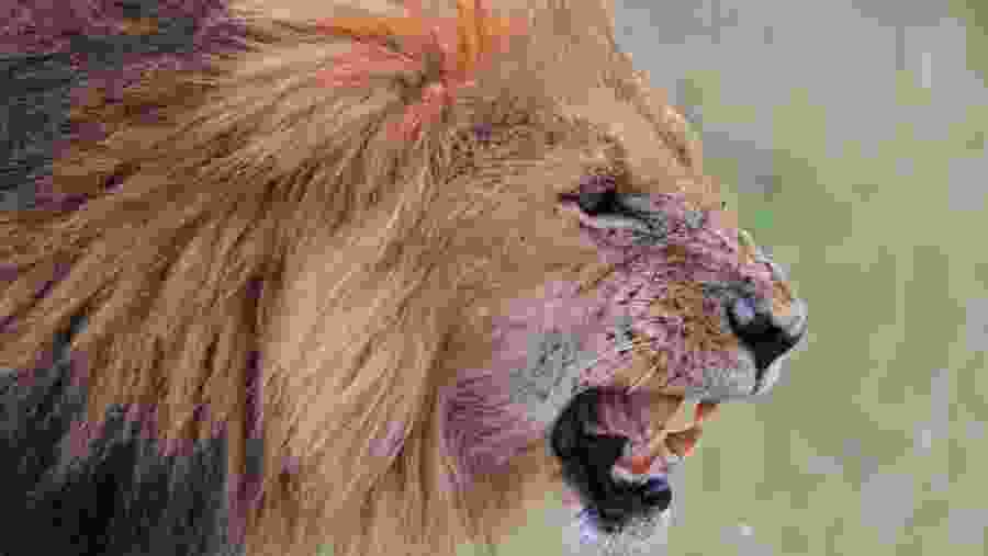African Lion