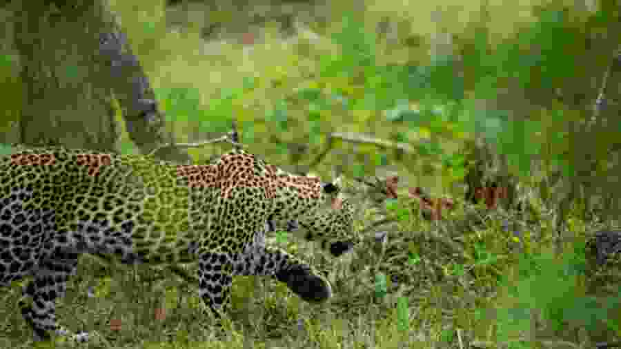 Wildlife Experience