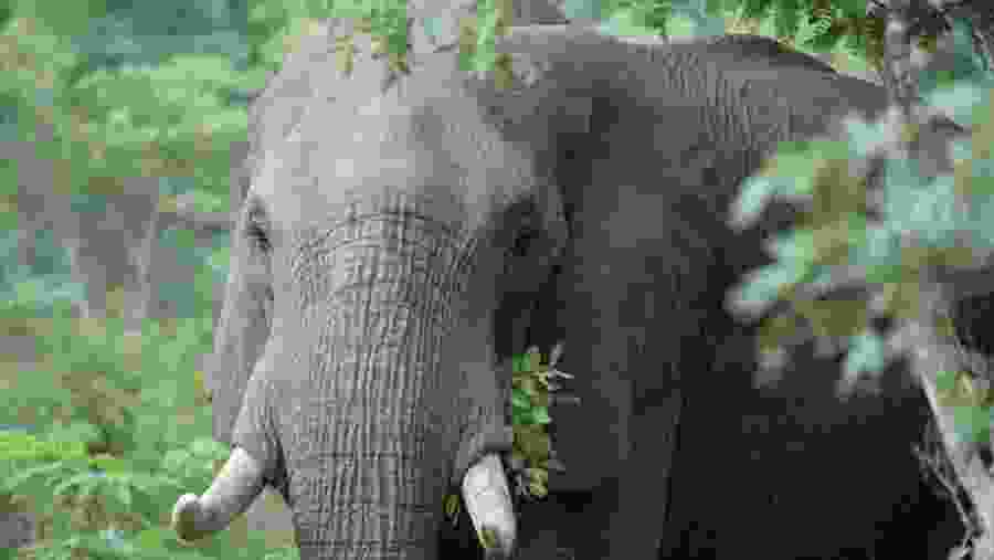 Masai Mara National Reserve