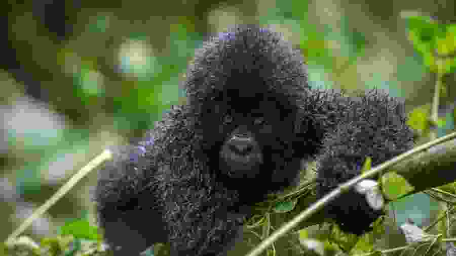 Baby mountain gorilla in Bwindi National Park