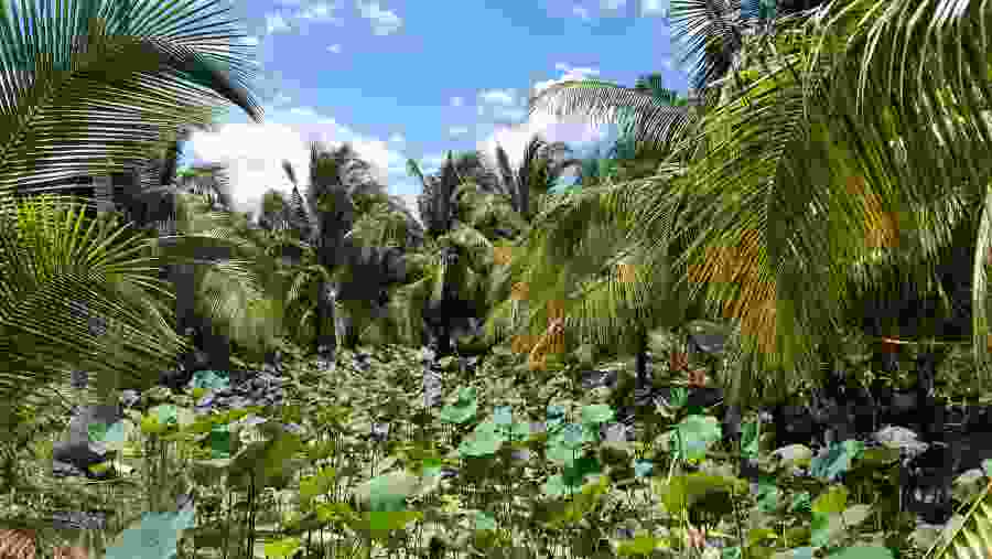 Scenic view