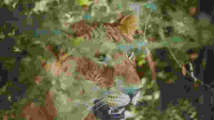 African Lion