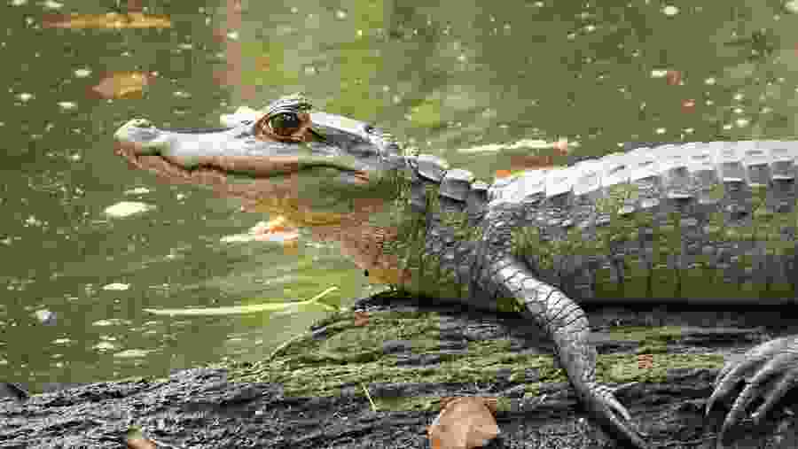 Caimans at the Amazon