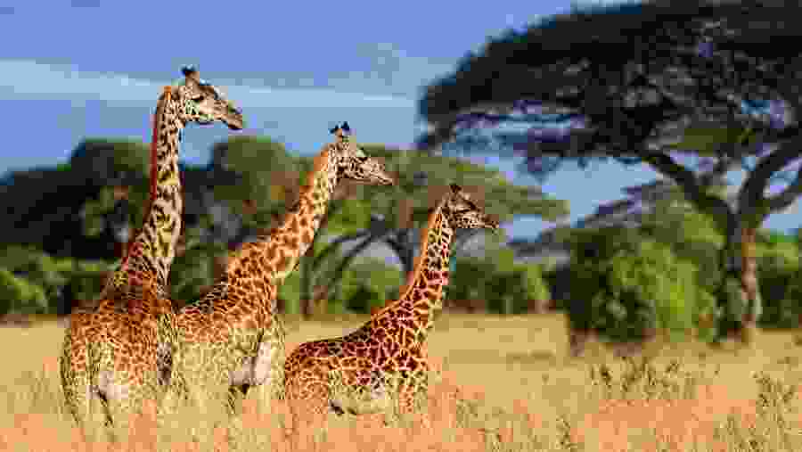 Masai Giraffe