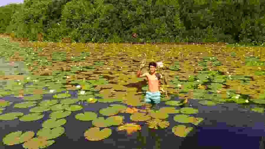 Water Lily Sanctuary