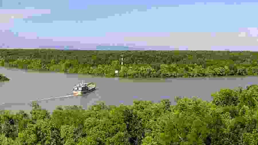 Can Gio Mangrove Forest, Vietnam