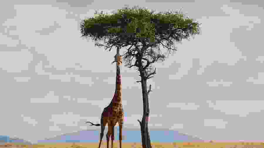Spot Giraffes in W Bénin-Niger National Park