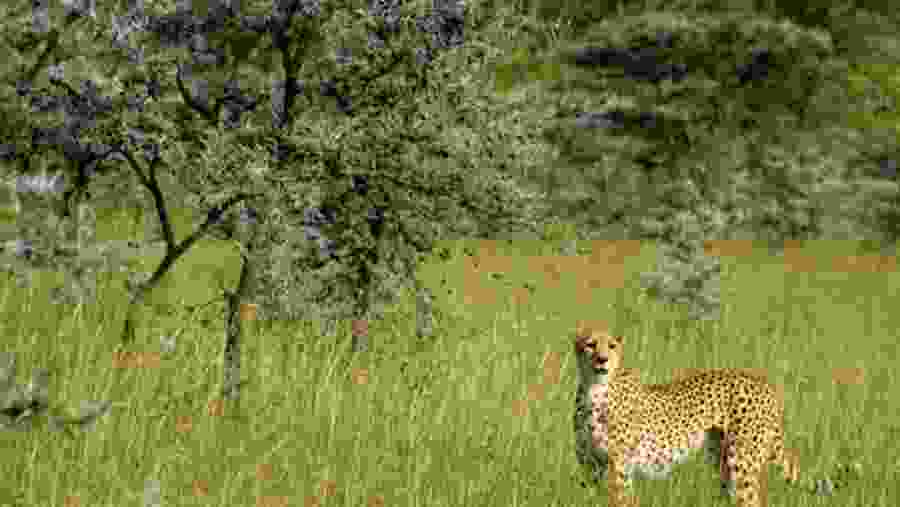 Spot the pride of Africa