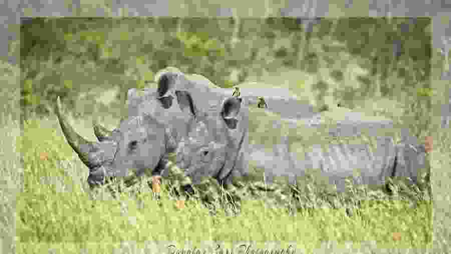 Rhinos in Kruger National Park