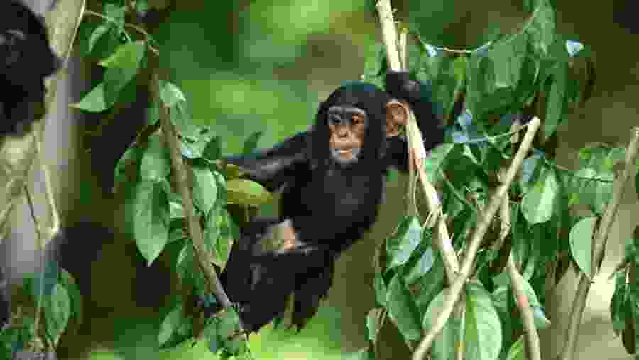 Uganda Gorilla & Wildlife Adventure Safari