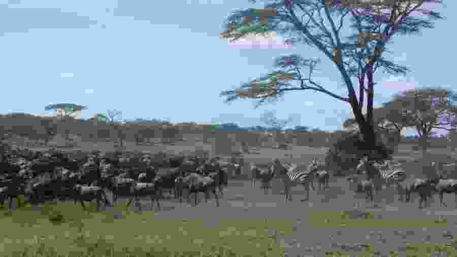 Wildebeests Migration at Serengeti National Park